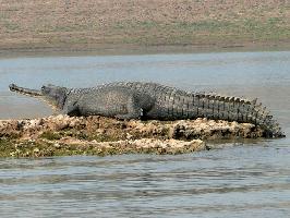 Chambal saari 2