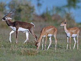 Black bucks Black bucks