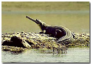 National Chambal (Gharial) Wildlife Sanctuary