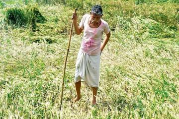 Two more farmers end lives, one die of shock due to crop loss
