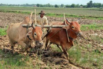 Myanmar farmers dream of resurrecting Asia`s rice bowl