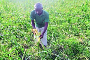 Bihar storm toll rises to 48, farmers count losses