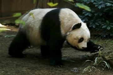 Panda fakes pregnancy to receive better facilities