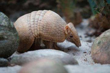 Texas man shoots armadillo, gets hit in face by bullet ricochet