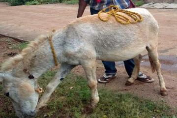 Donkey�s milk costs a bomb