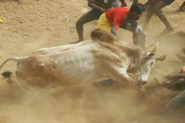 Centre allows jallikattu, AIWB likely to challenge order
