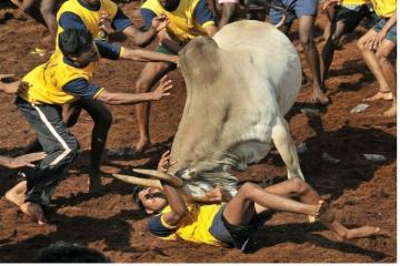 Centre invokes culture to bring bulls back into the ring