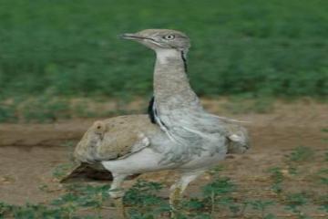 Saudi royal in Pakistan to hunt endangered Houbara bustard