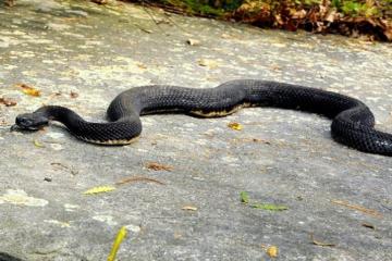 Rattlesnake colony on uninhabited island