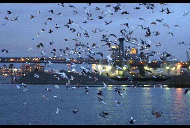 2,000 LED-tagged pigeons stage show in NYC sky